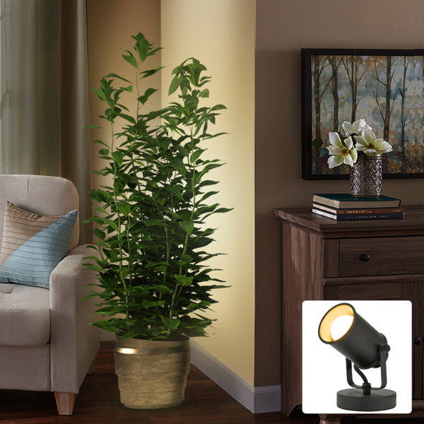 17 Stories 6" Modern Multipurpose Spotlight Desk or Wall Mount Accent Lamp, Dark Bronze